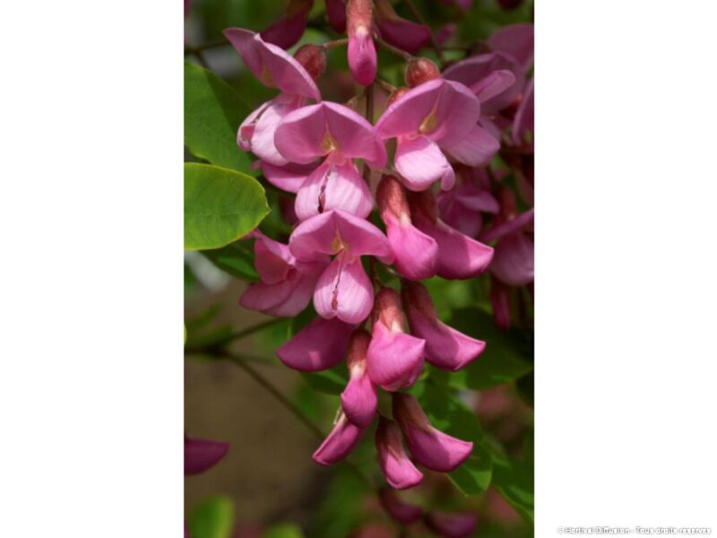 ACACIA CASQUE ROUGE® ‘FLEMOR’
