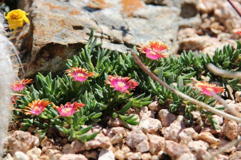 DELOSPERMA GOLDEN FIRE