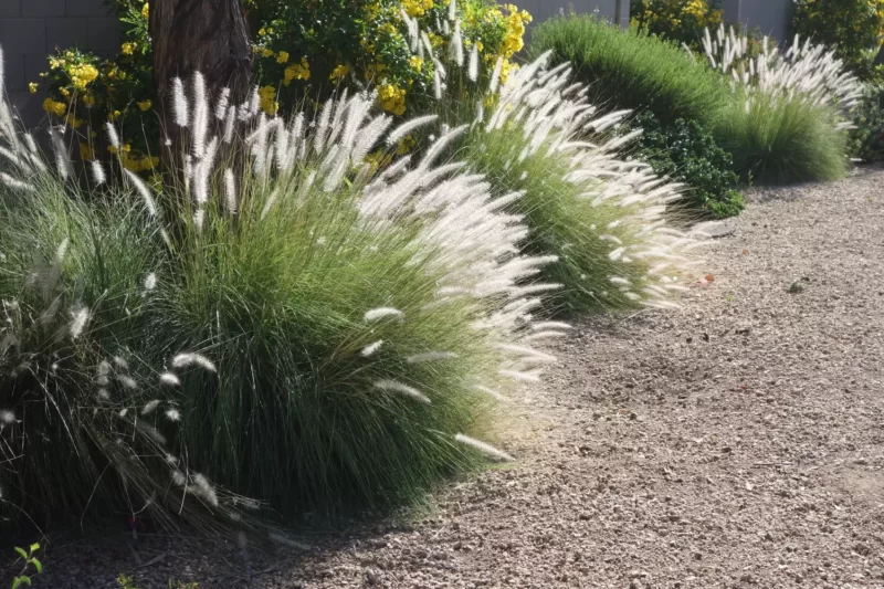 PENNISETUM VILLOSUM