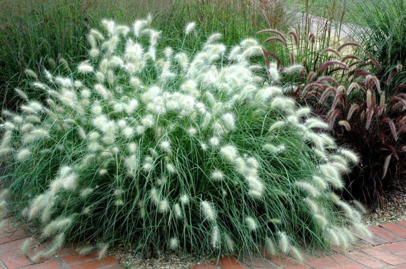 PENNISETUM VILLOSUM