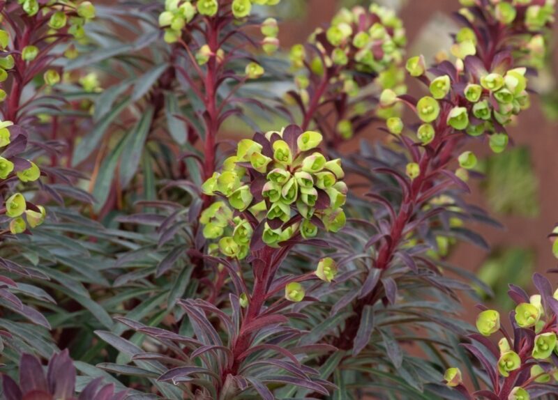 EUPHORBE MERLOT