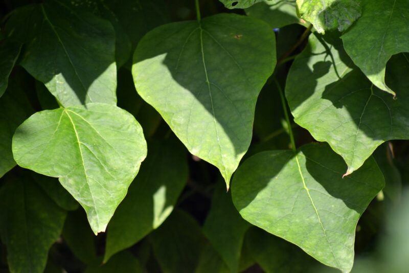 CATALPA BOULE