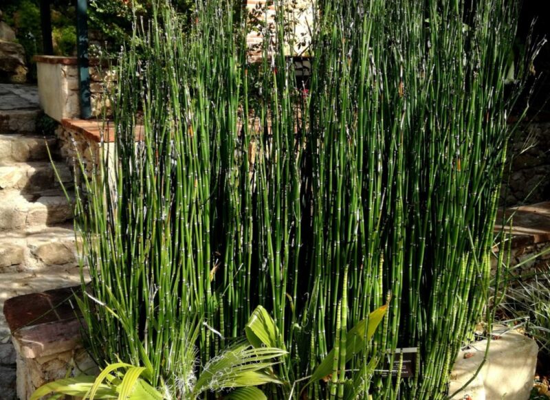 EQUISETUM HYEMALE