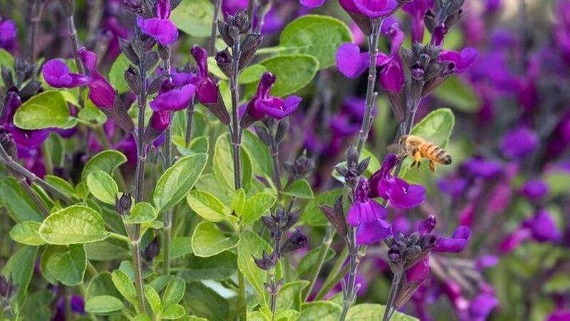 SAUGE ARTIC BLAZE PURPLE