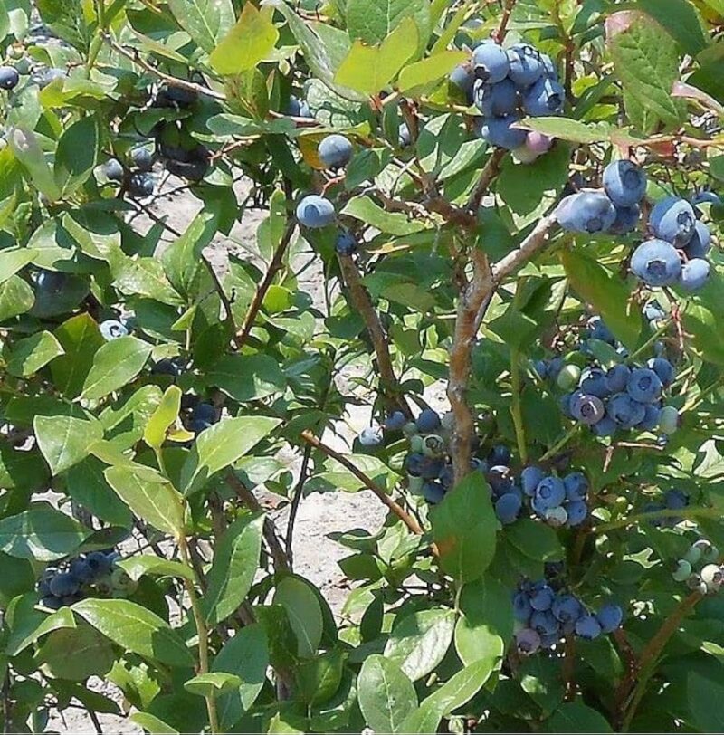 MYRTILLES DES JARDINS BLUE CROP