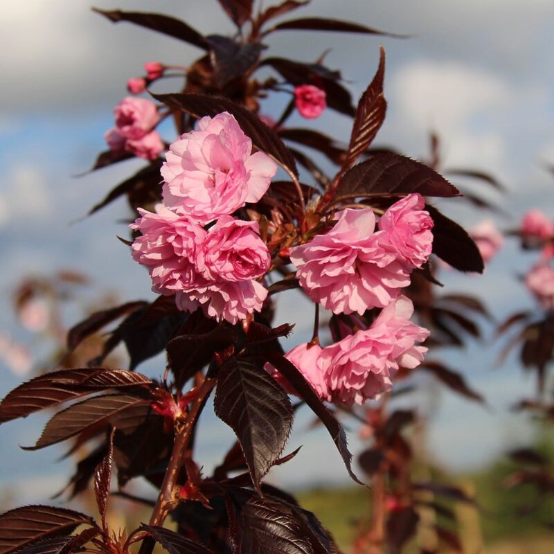 CERISIER ROYAL BURGUNDY