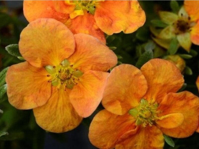 POTENTILLE SOLAR ISSIMA