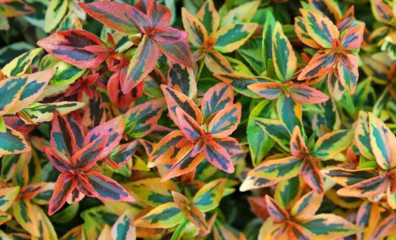 ABELIA KALEIDOSCOPE