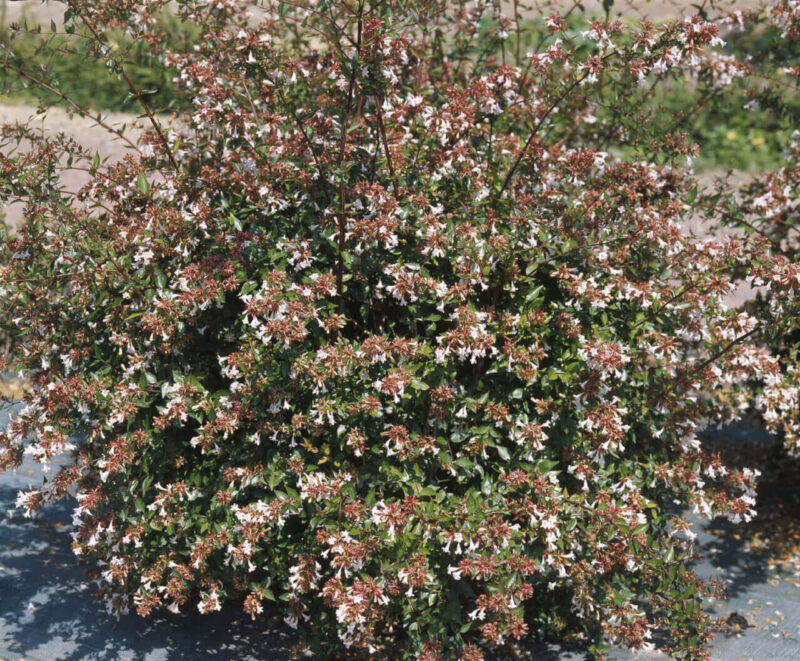 ABELIA GRANDIFLORA