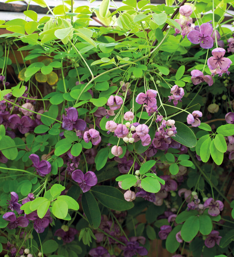AKEBIA QUINATA