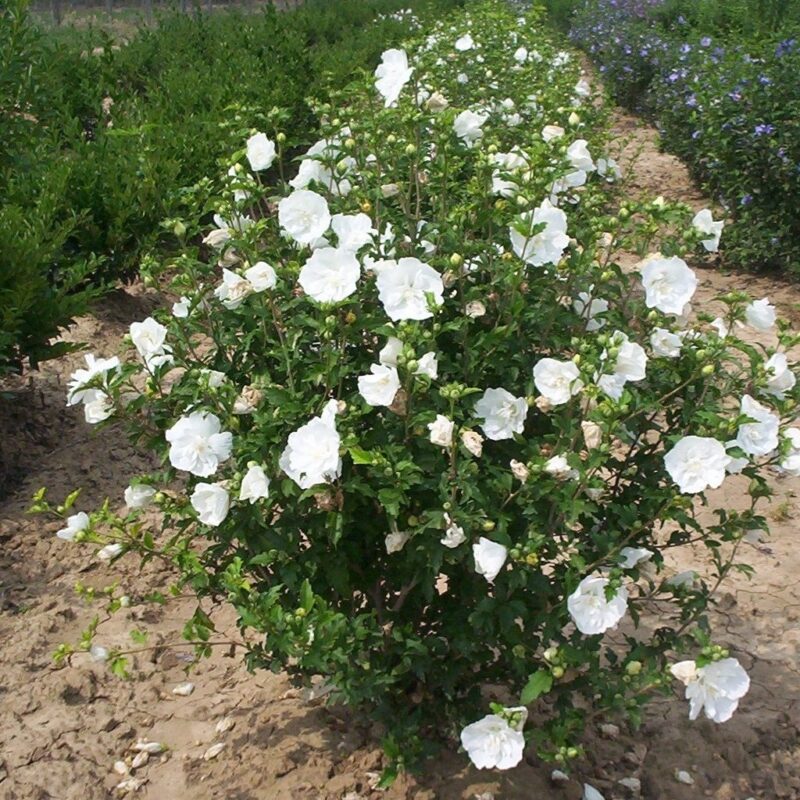 ALTHEA WHITE CHIFFON