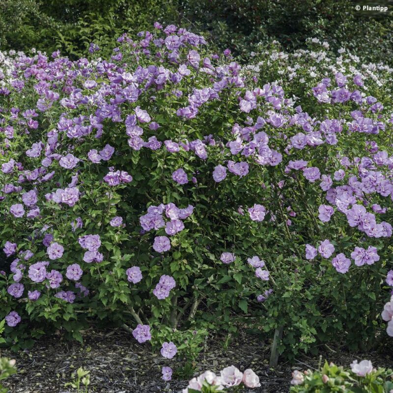 ALTHEA LAVENDER CHIFFON