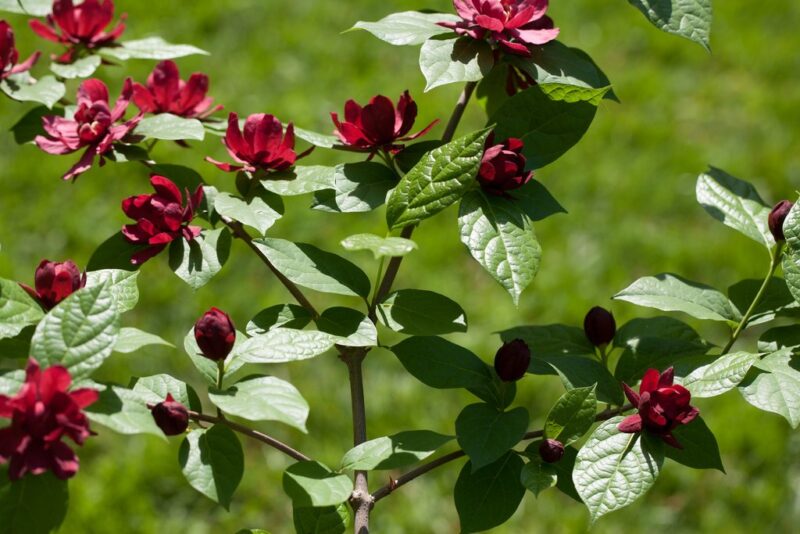 ARBRE AUX ANEMONES APHRODITES