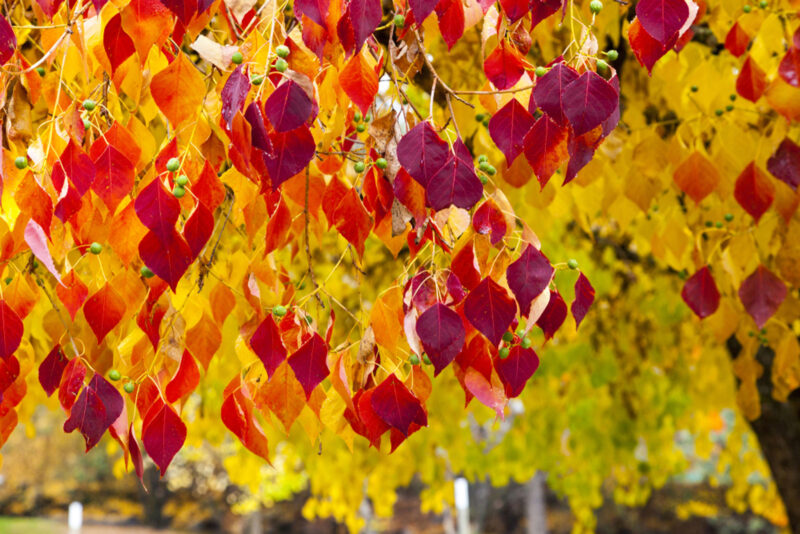 ARBRE DE JUDEE FOREST PANSY