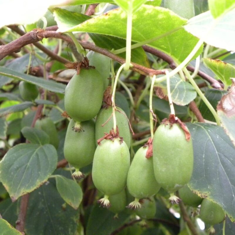 KIWI ISSAI