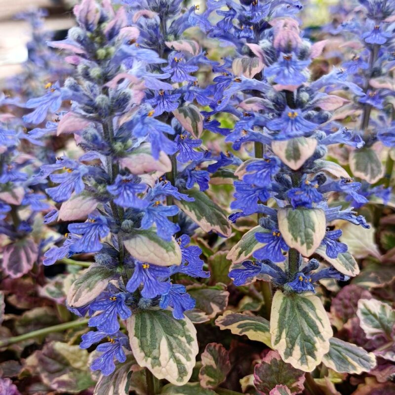 AJUGA REPTENS BURGUNDY GLOW