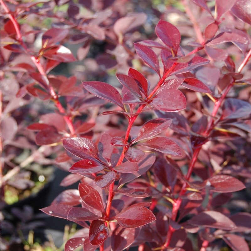 BERBERIS AURICOMA