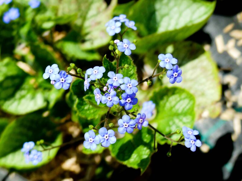 BRUNNERA JACK FROST