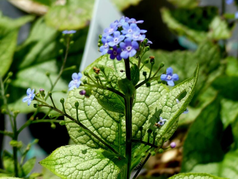 BRUNNERA JACK FROST