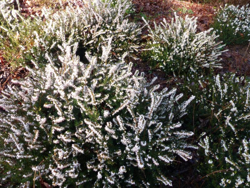 BRUYERE D'HIVER BLANCHE