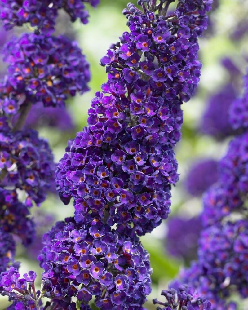 BUDDLEIA BLACK KNIGHT