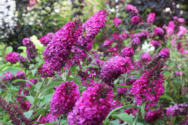 BUDDLEIA MISS RUBY