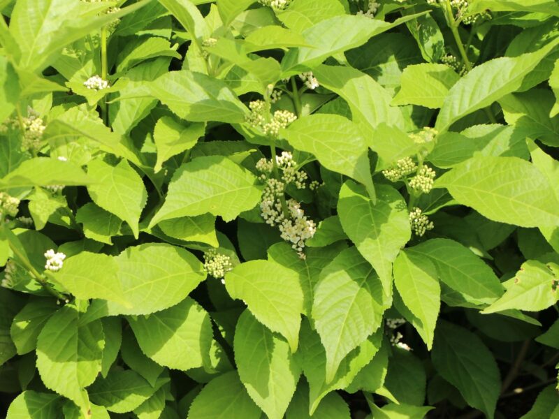 CALLICARPA SNOWSTAR
