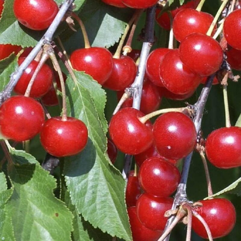 CERISIER MONTMORENCY PLEUREUR CAPRONIANA