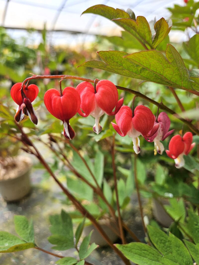 DICENTRA COEUR DE MARIE