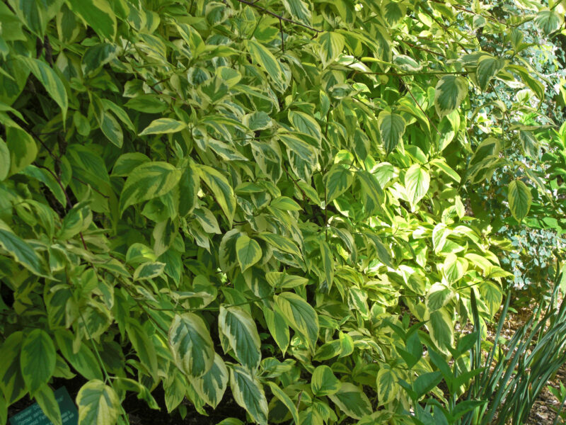 CORNOUILLER HEDGEROWS GOLD