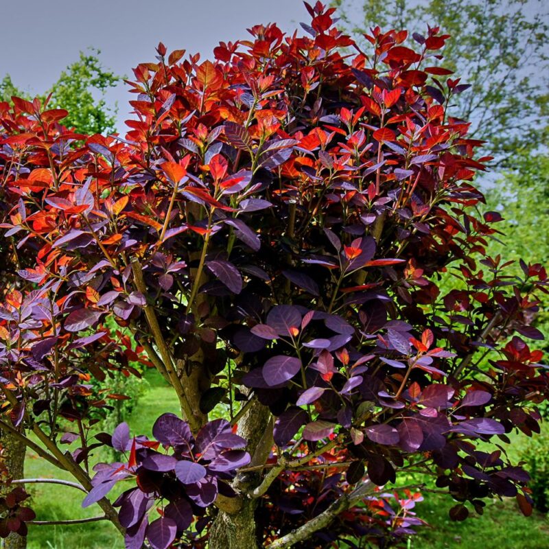 COTINUS WINECARFT BLACK