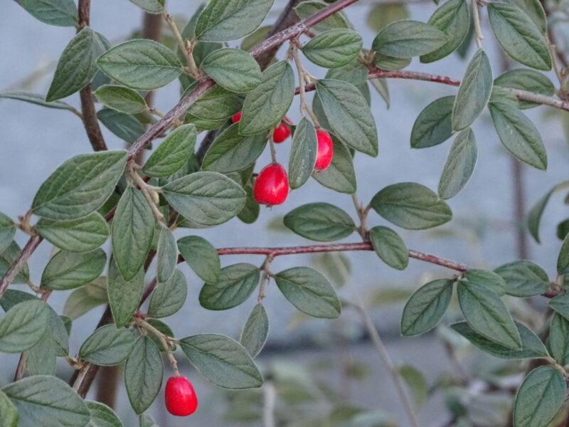 COTONEASTER FRANCHETII