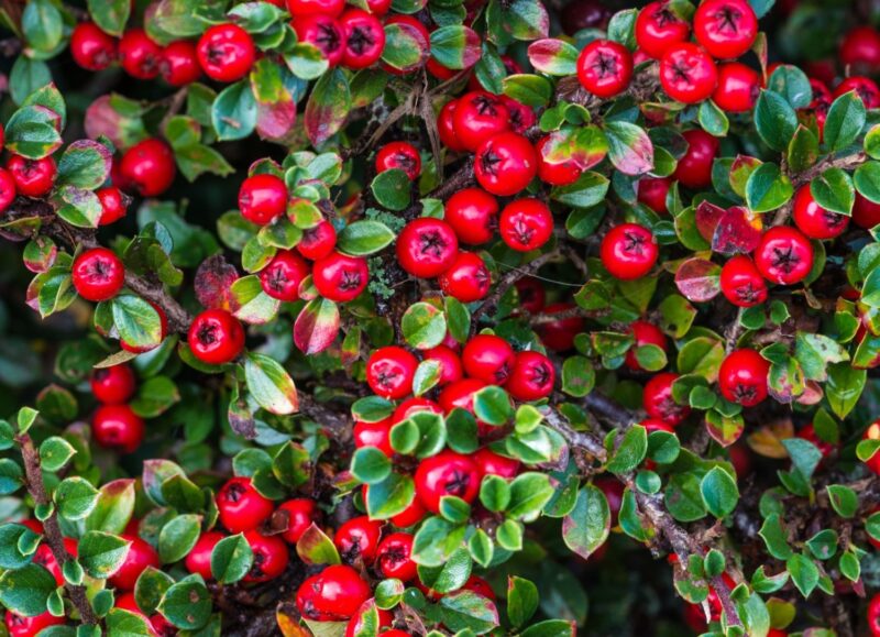 COTONEASTER STREIB'S FINDLING