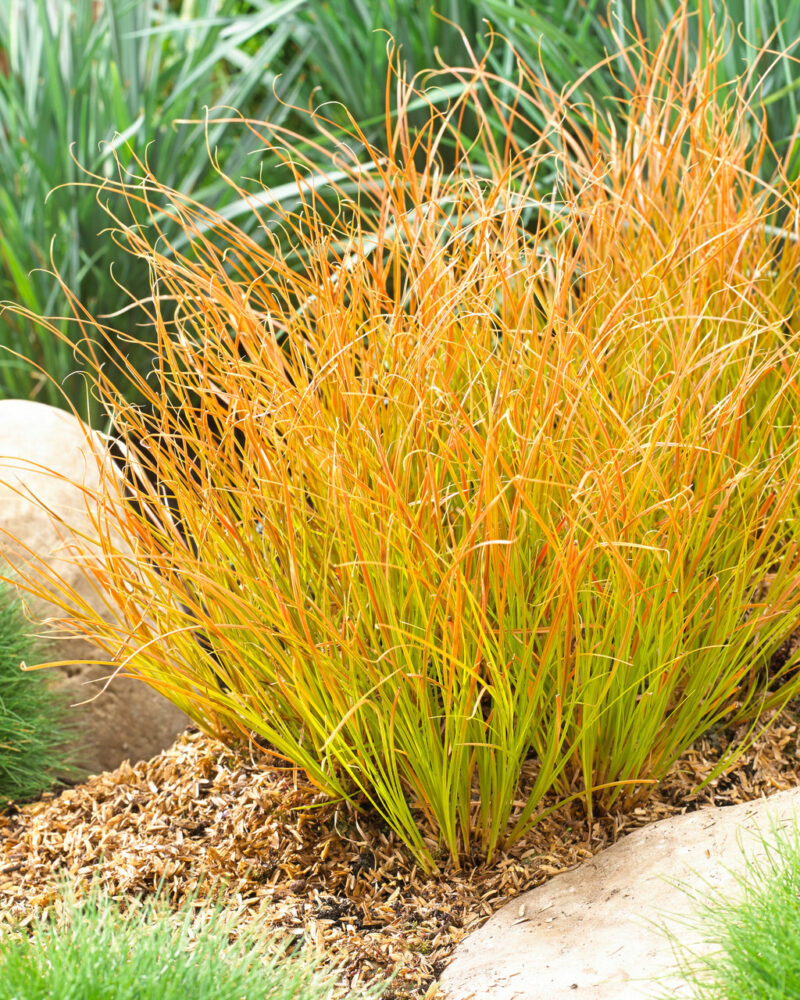 CAREX TESTACEA PRAIRIE FIRE
