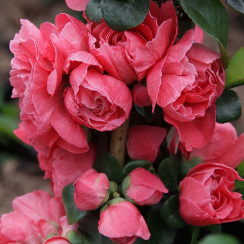 COGNASSIER PINK STORM