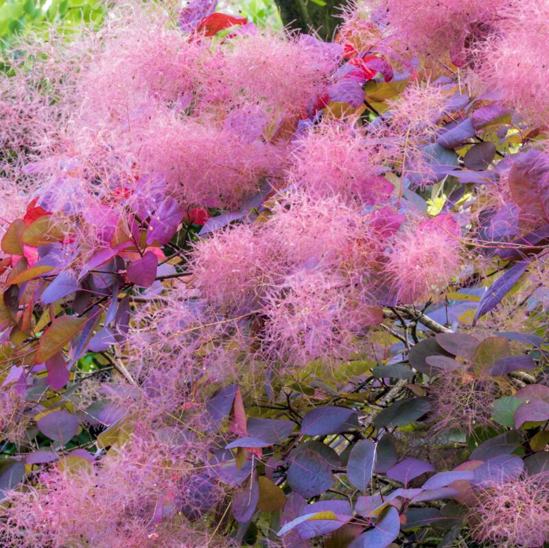 COTINUS GRACE