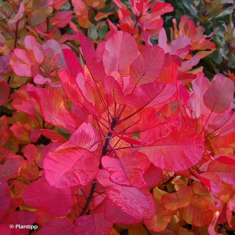 COTINUS WINECARFT BLACK