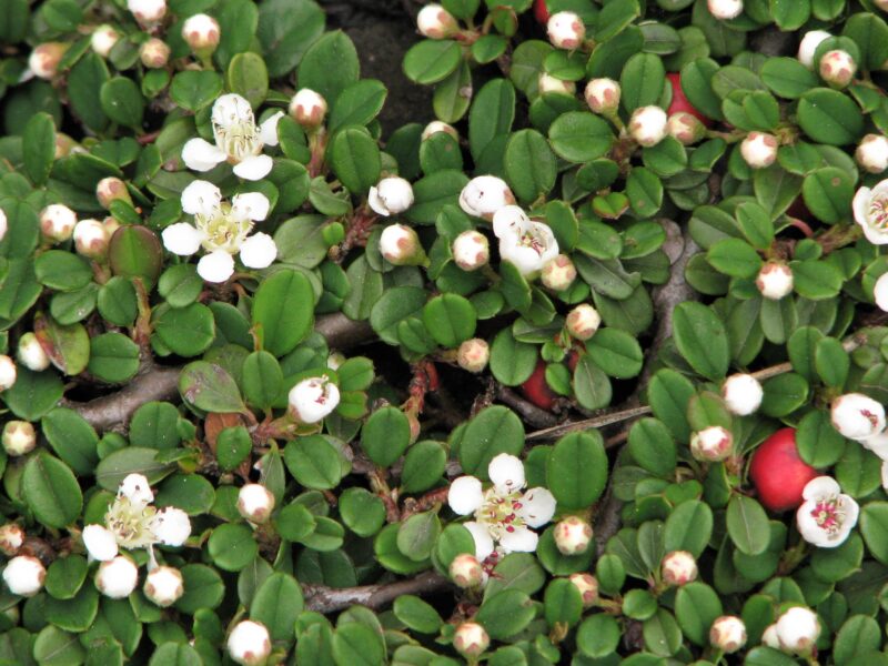 COTONEASTER STREIB'S FINDLING