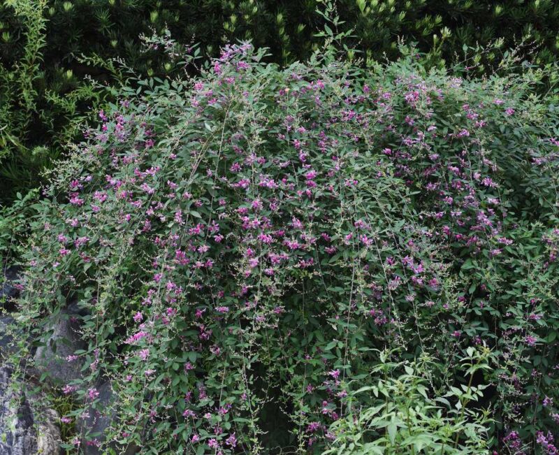 DESMODIUM EDO SHIBORI
