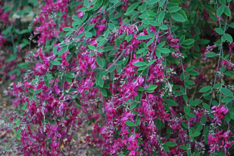 DESMODIUM EDO SHIBORI