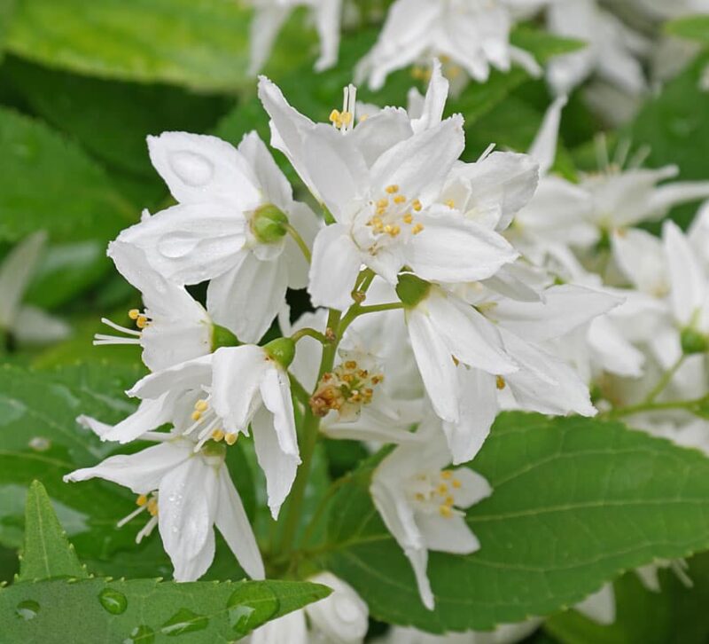 DEUTZIA GRACILIS