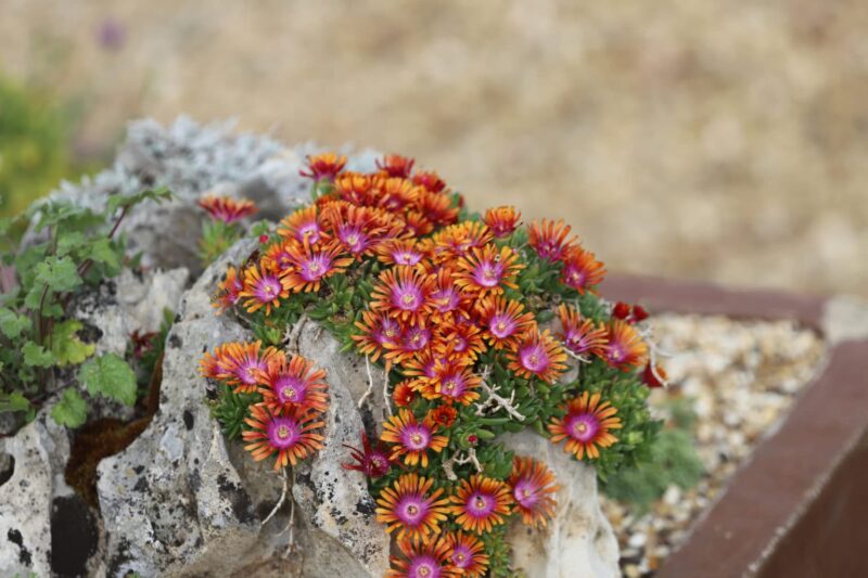 DELOSPERMA GOLDEN FIRE
