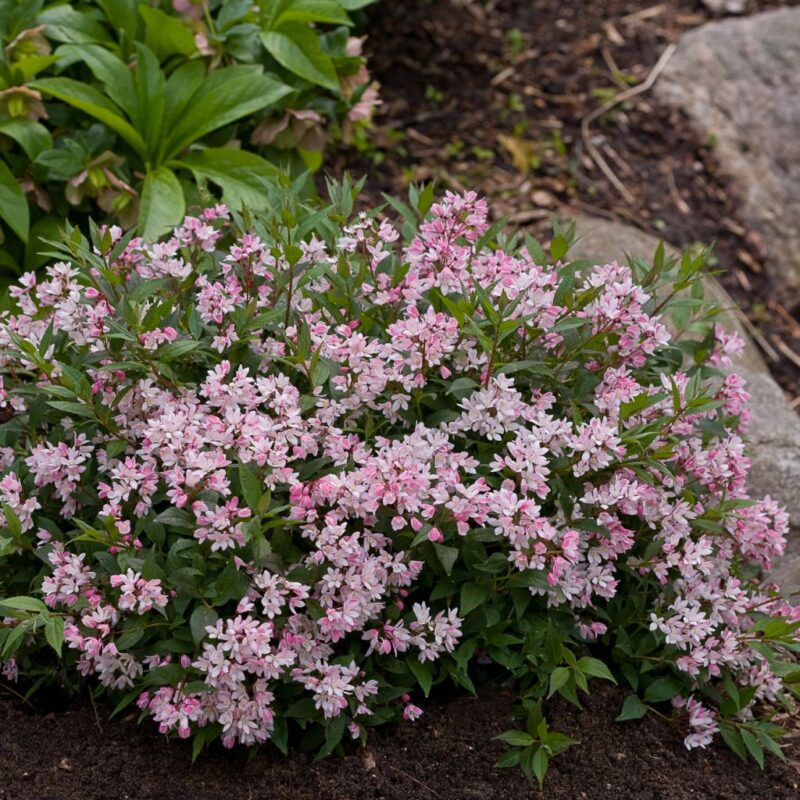 DEUTZIA CHERRY BLOSSOM