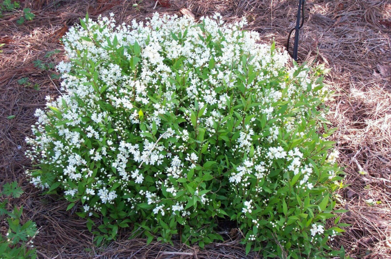 DEUTZIA NIKKO