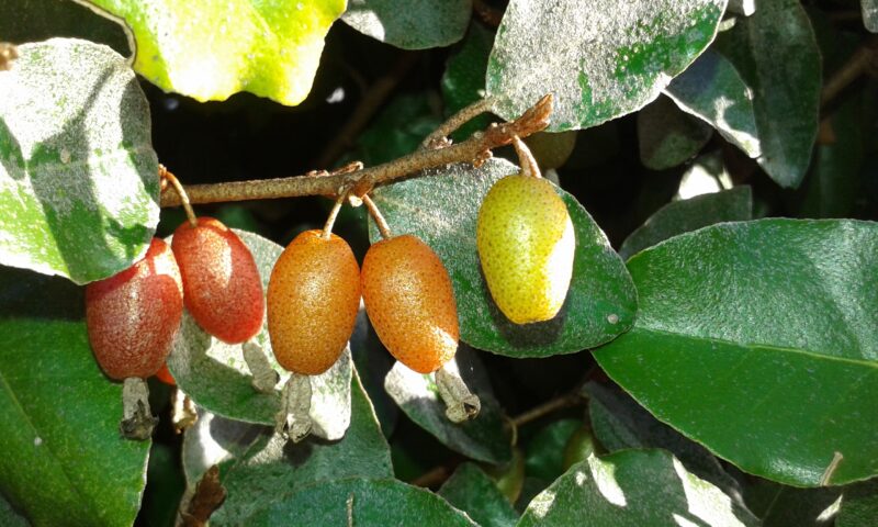 ELEAGNUS EBBINGEI