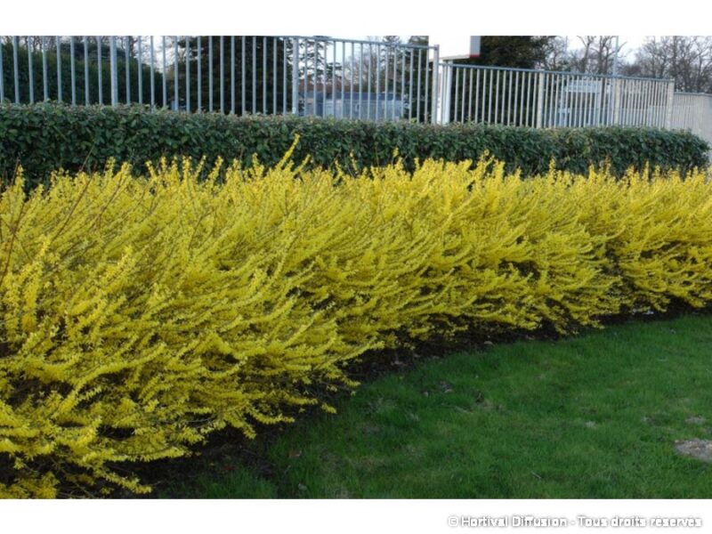 FORSYTHIA MARRE D'OR