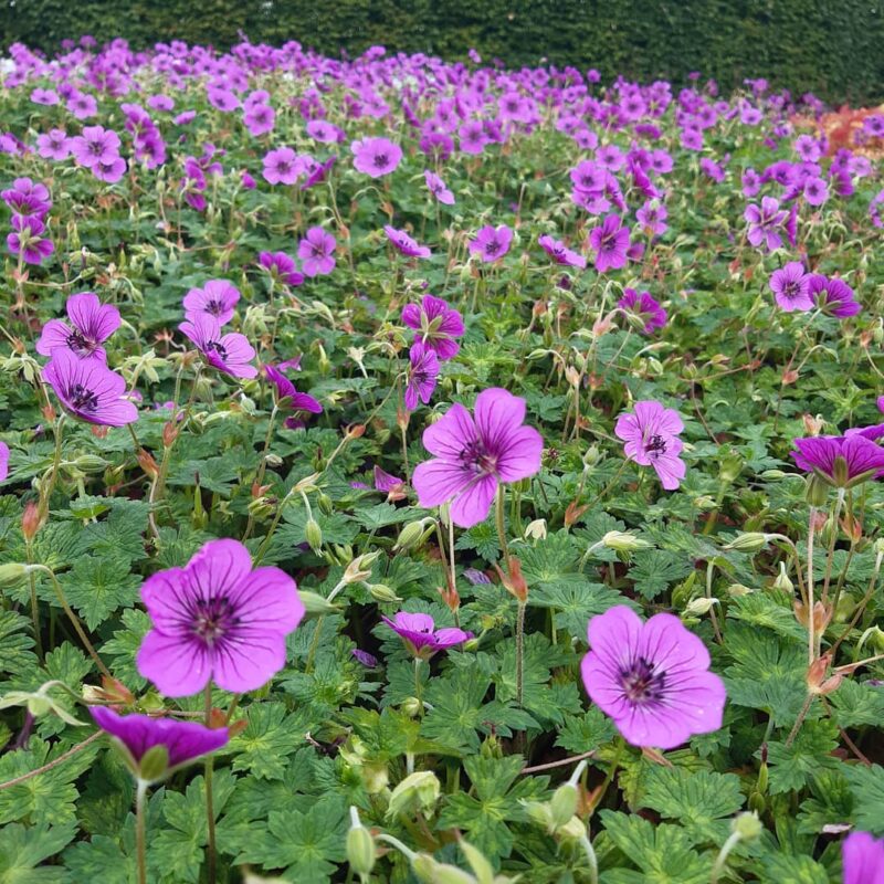 GERANIUM PINK PENNY