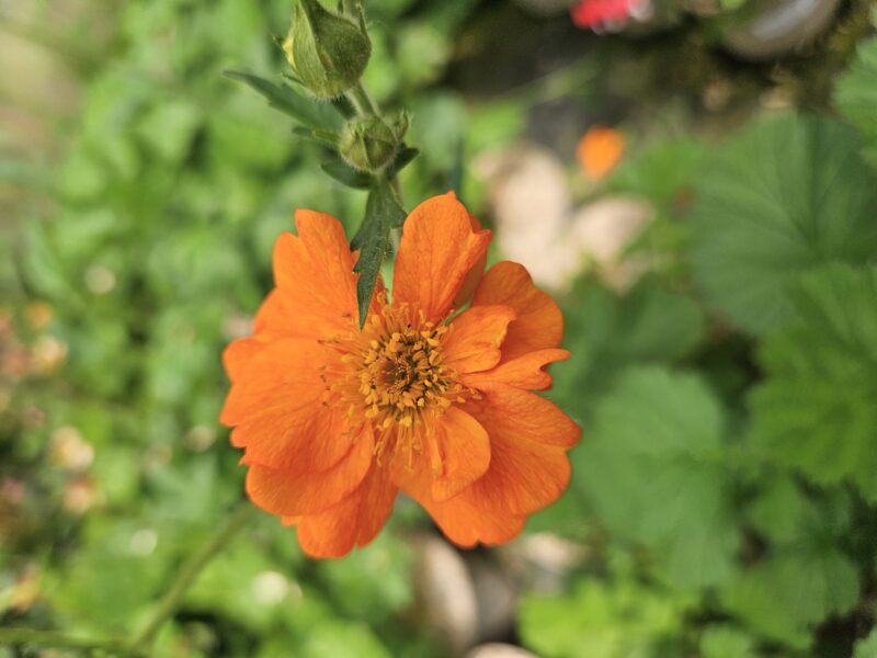 GEUM PRINCESS JULIANA
