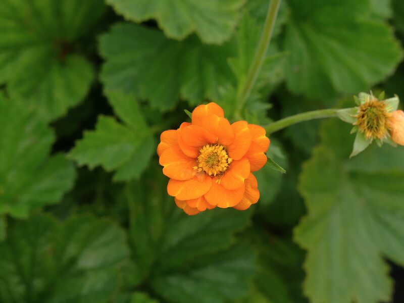 GEUM PRINCESS JULIANA