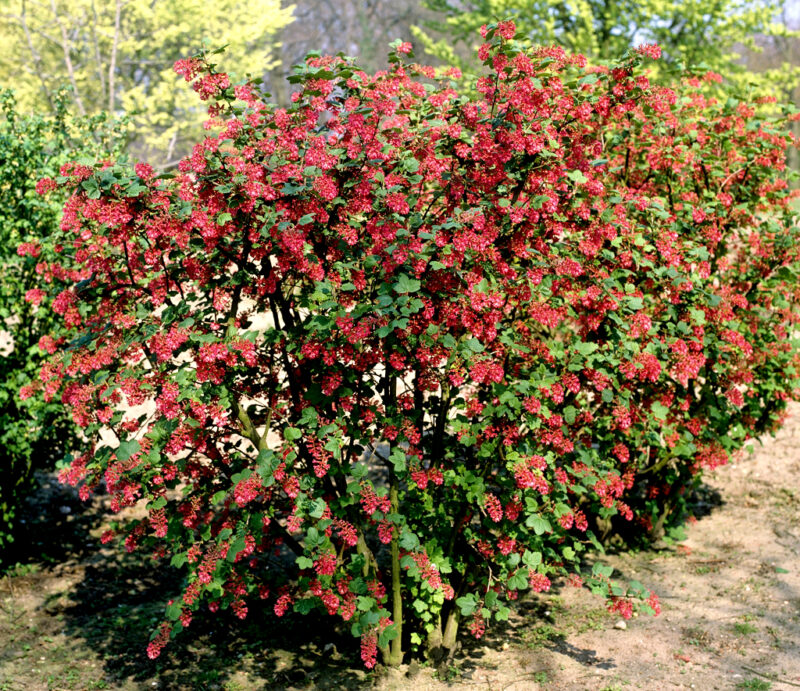 GROSEILLIERS A FLEURS ROUGES